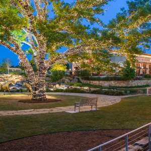 Tree care services in Allen, Texas