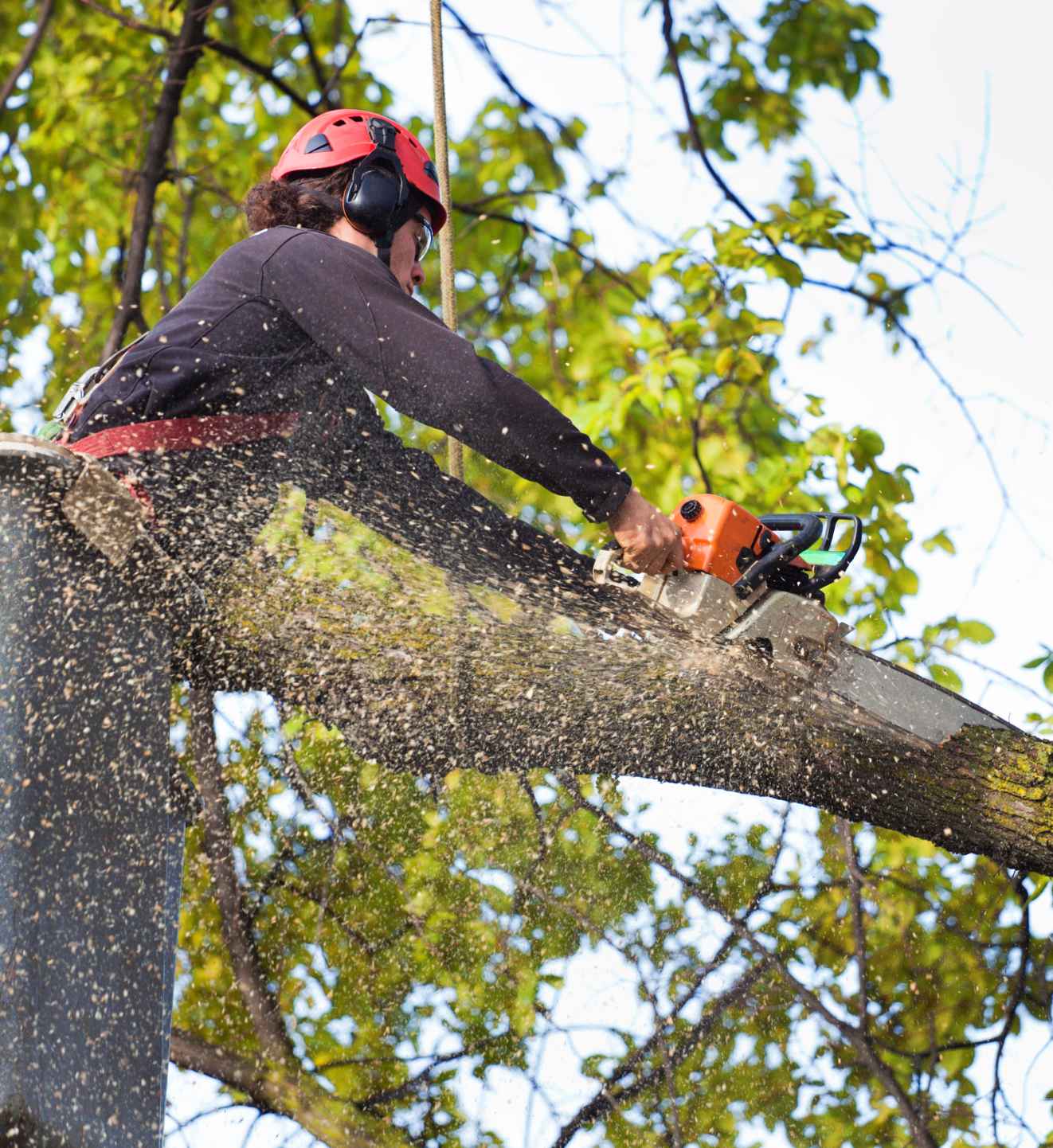 Dead and dying trees threatening Allen Texas properties