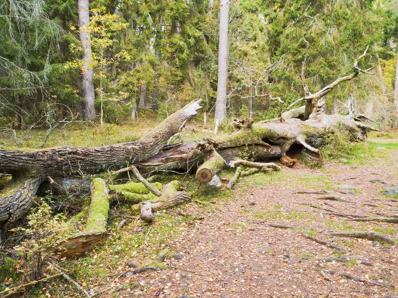Tree debris cleanup service in Fort Worth Texas area