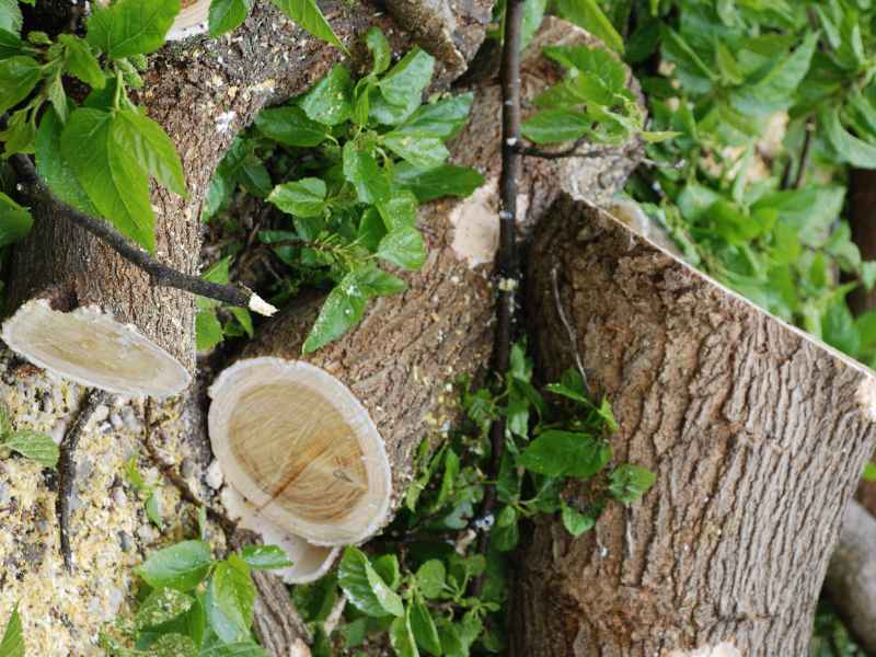Tree debris cleanup service in Lucas Texas area