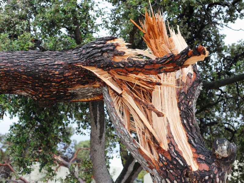 Emergency tree removal in Dallas
