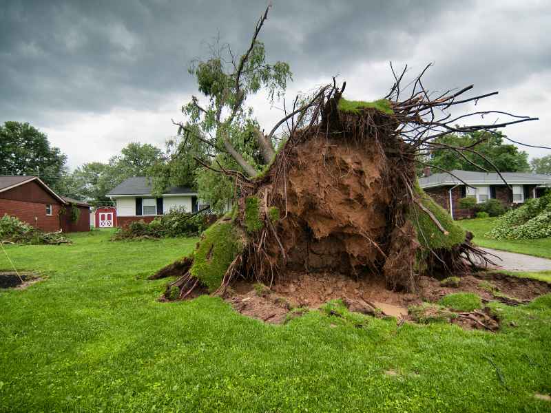Emergency tree removal in Plano