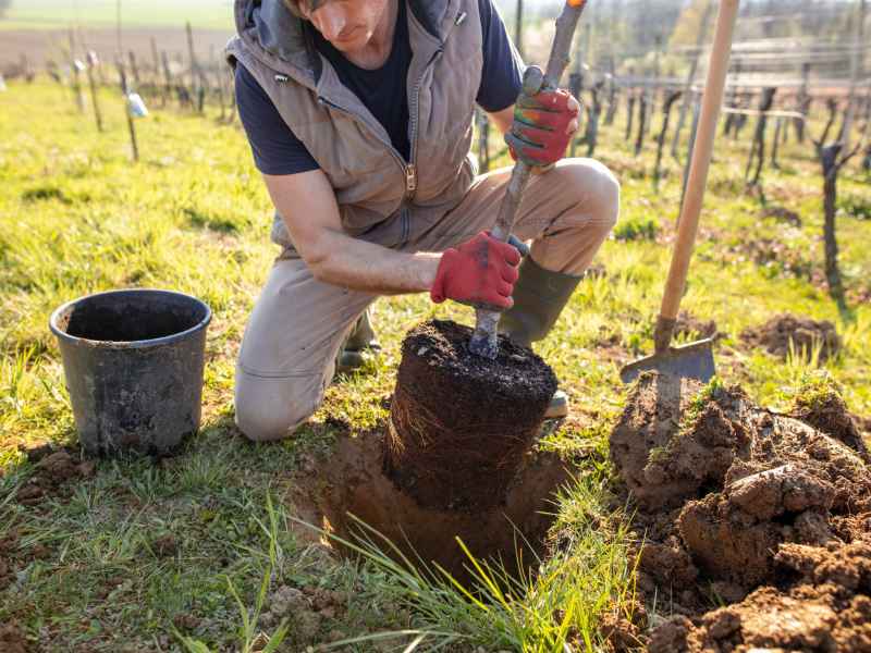 Landscaper | Land Clearing