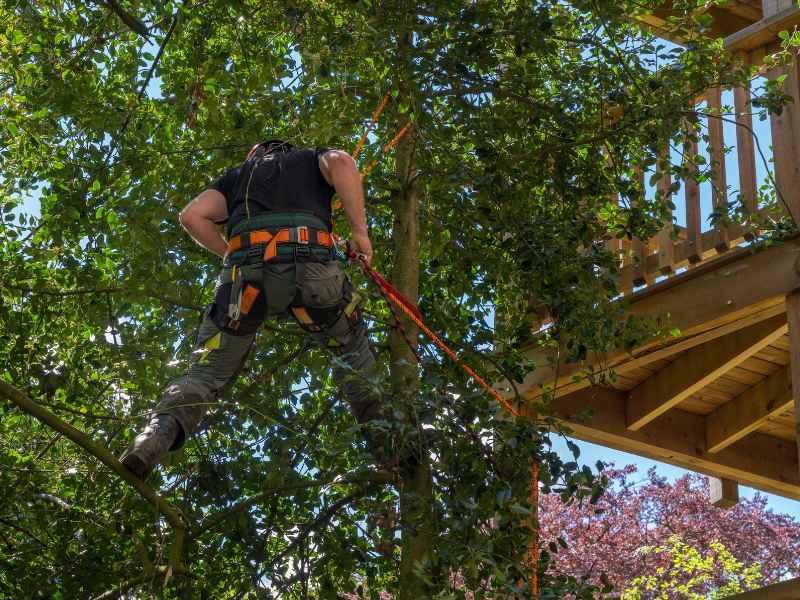 Fast Tree Care professional tree pruning in Allen TX