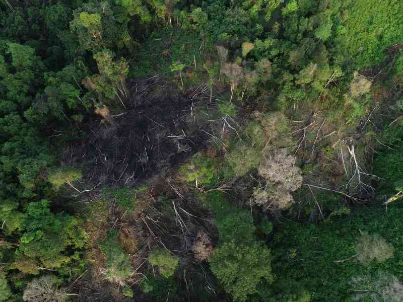 Land clearing services in Frisco and Allen Texas area