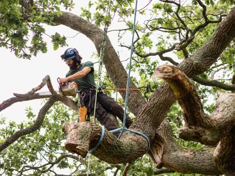 Tree Service
