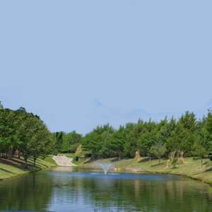 Tree care services in Lucas, Texas