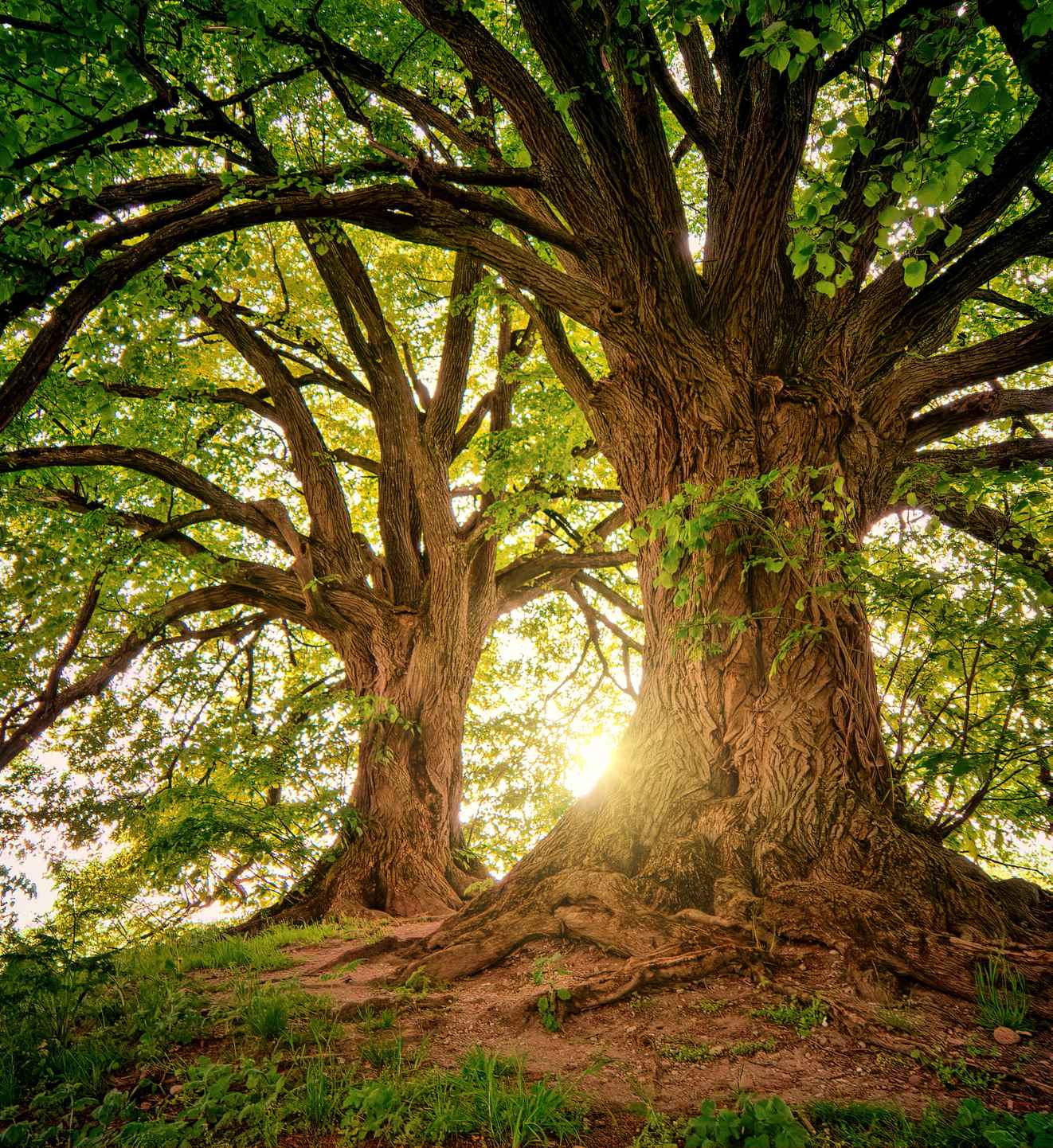 Native Texas trees for planting in Allen TX
