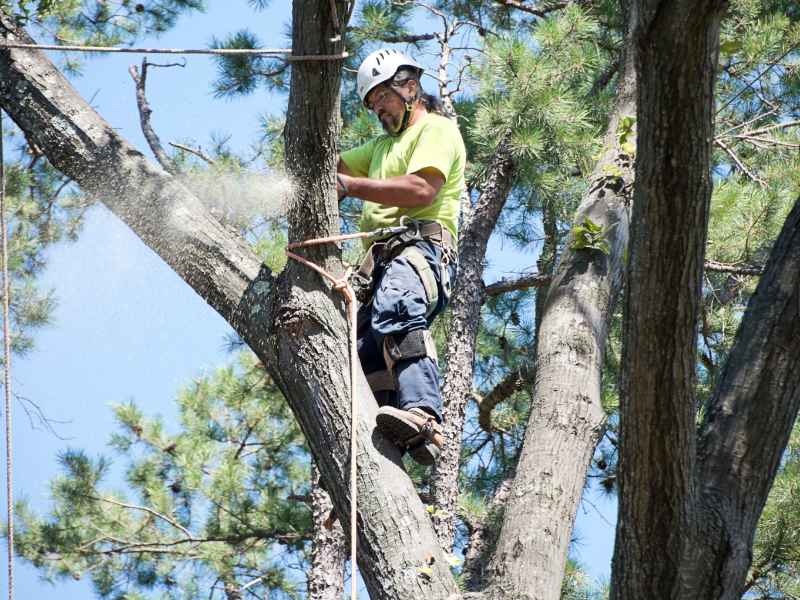 Tree Removal