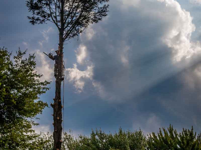 Tree Pruning & Trimming