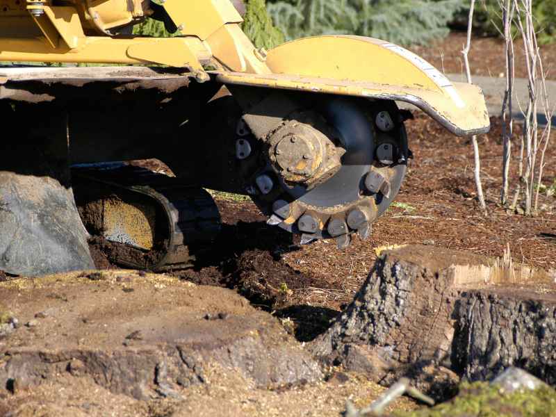 Stump grinding service in Arlington TX area