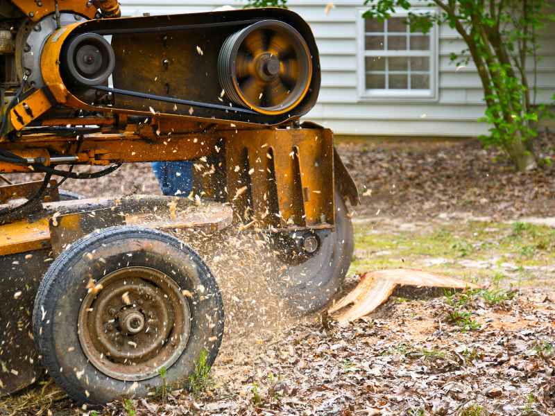 Stump grinding service removing tree stump