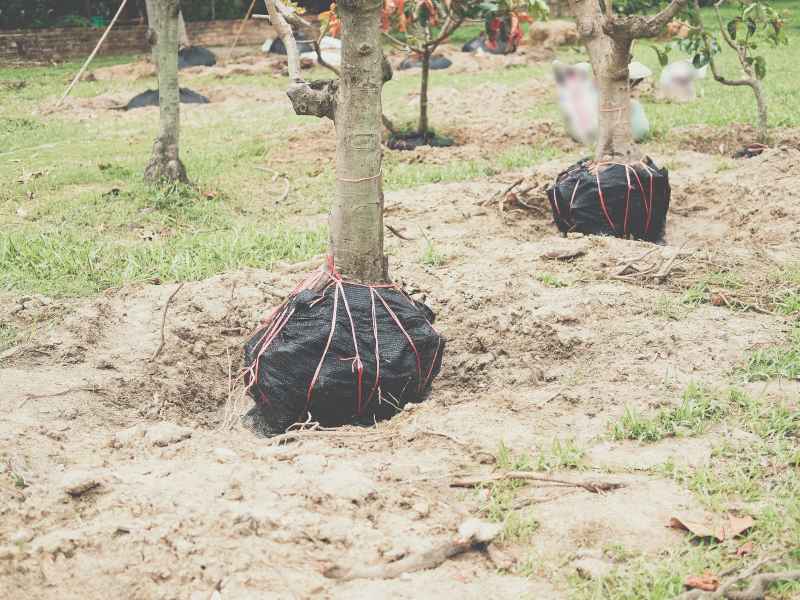 Tree planting services in Fort Worth and Allen Texas area