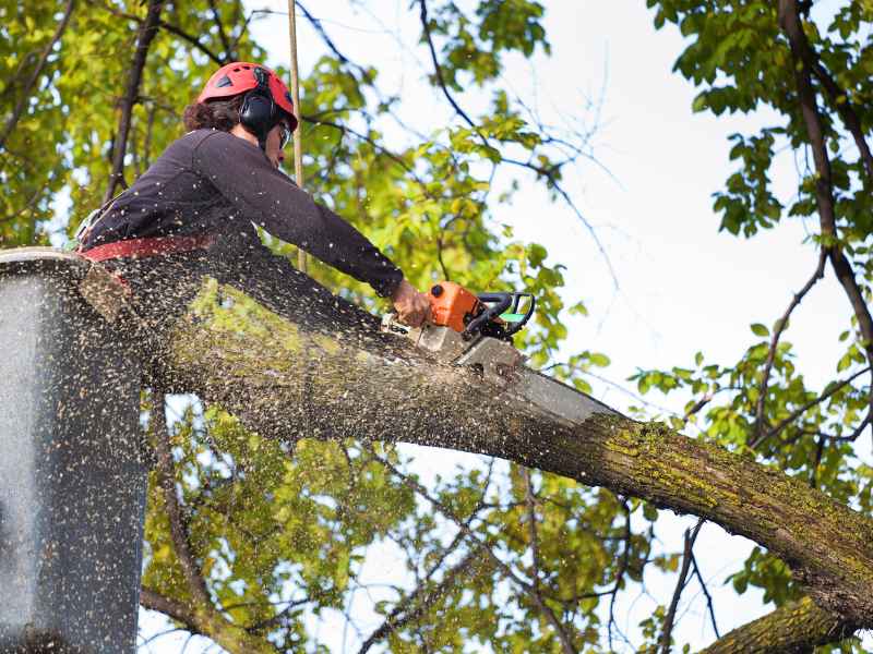 Tree pruning service in Plano Texas area