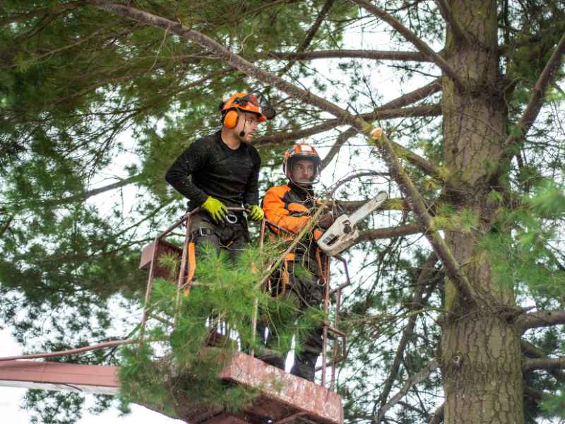 Tree pruning service in Princeton Texas area