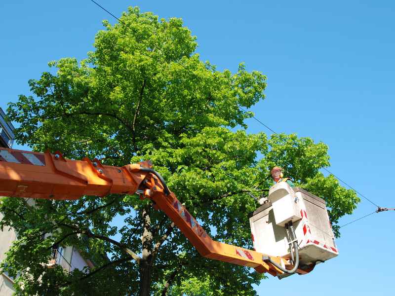Tree shaping and canopy management in Dallas Texas area