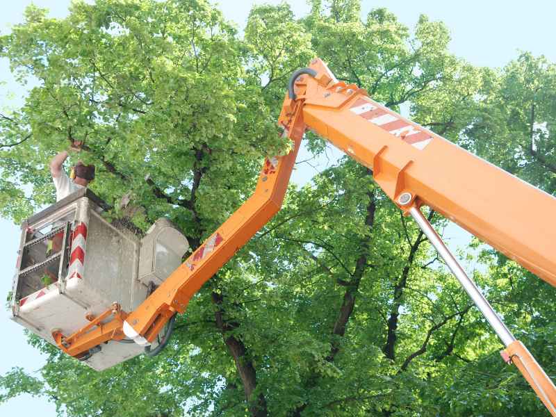 Tree shaping and canopy management in Fort Worth Texas area