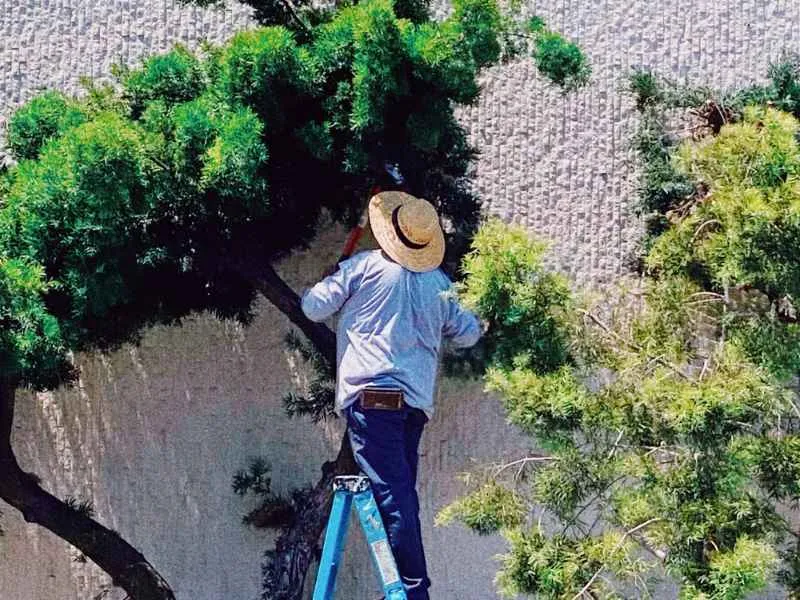 Arborist Service
