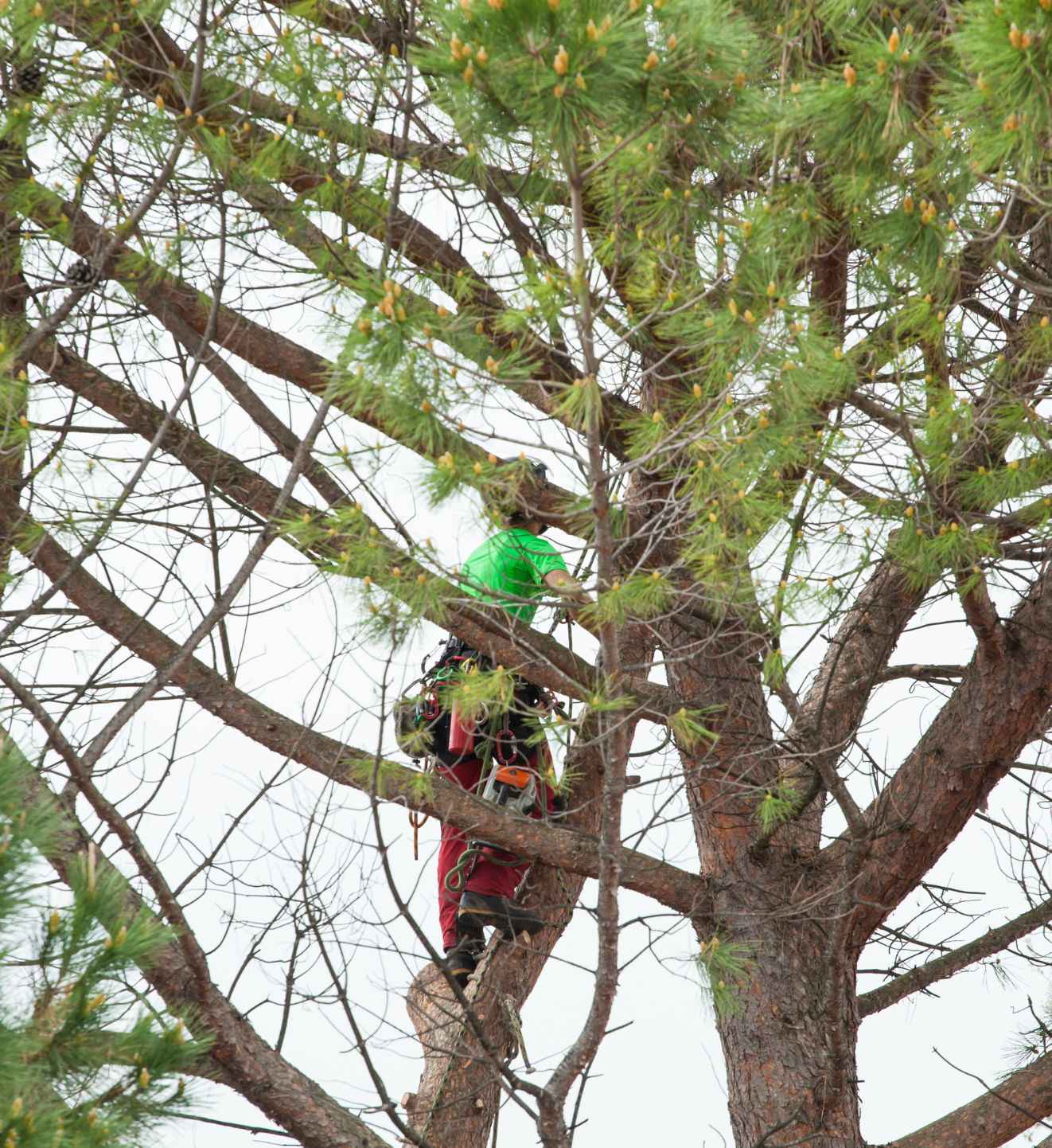 Trimming shapes your tree canopy in Allen Texas