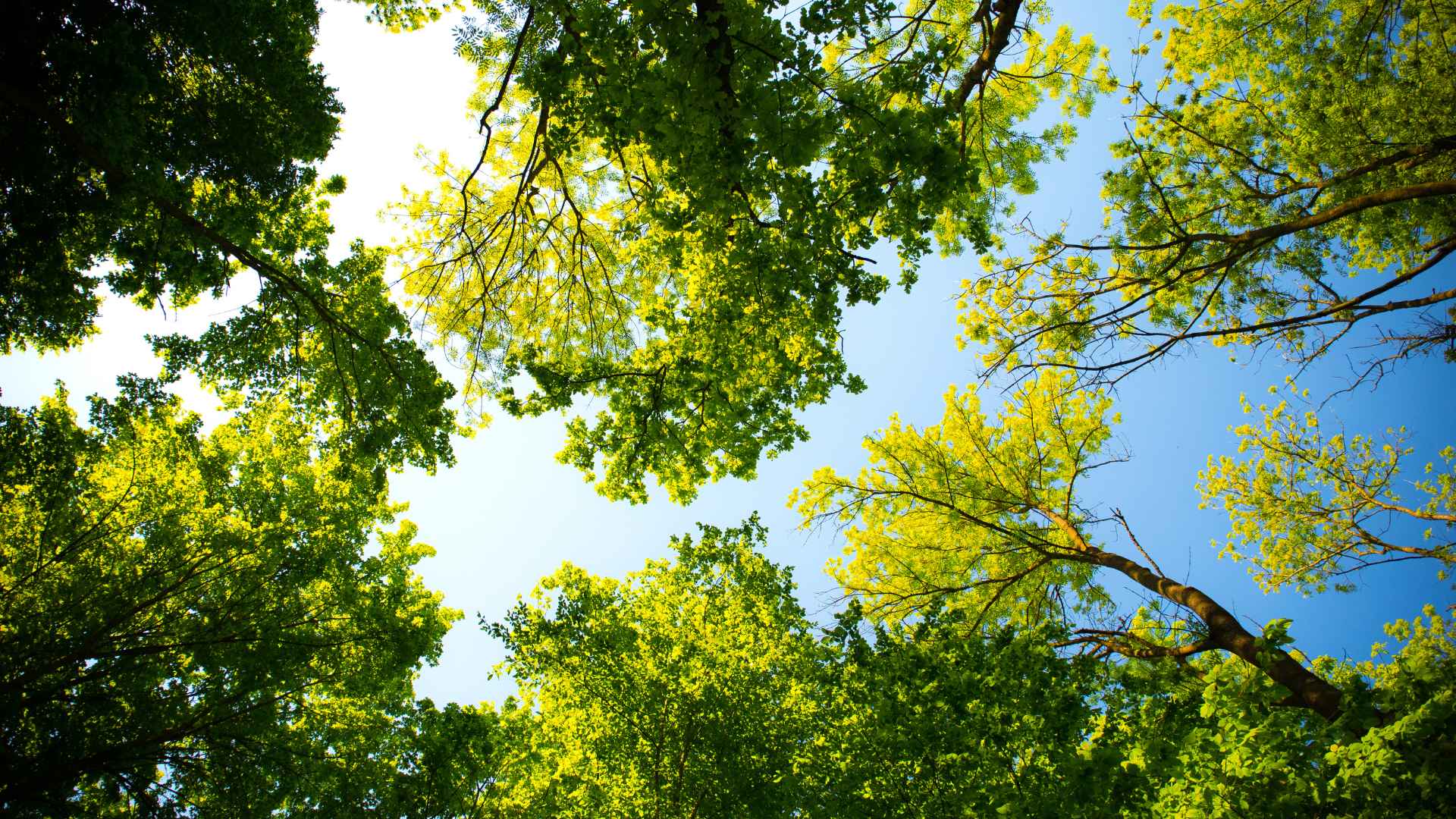 Expert Tree Care Services in Allen, TX