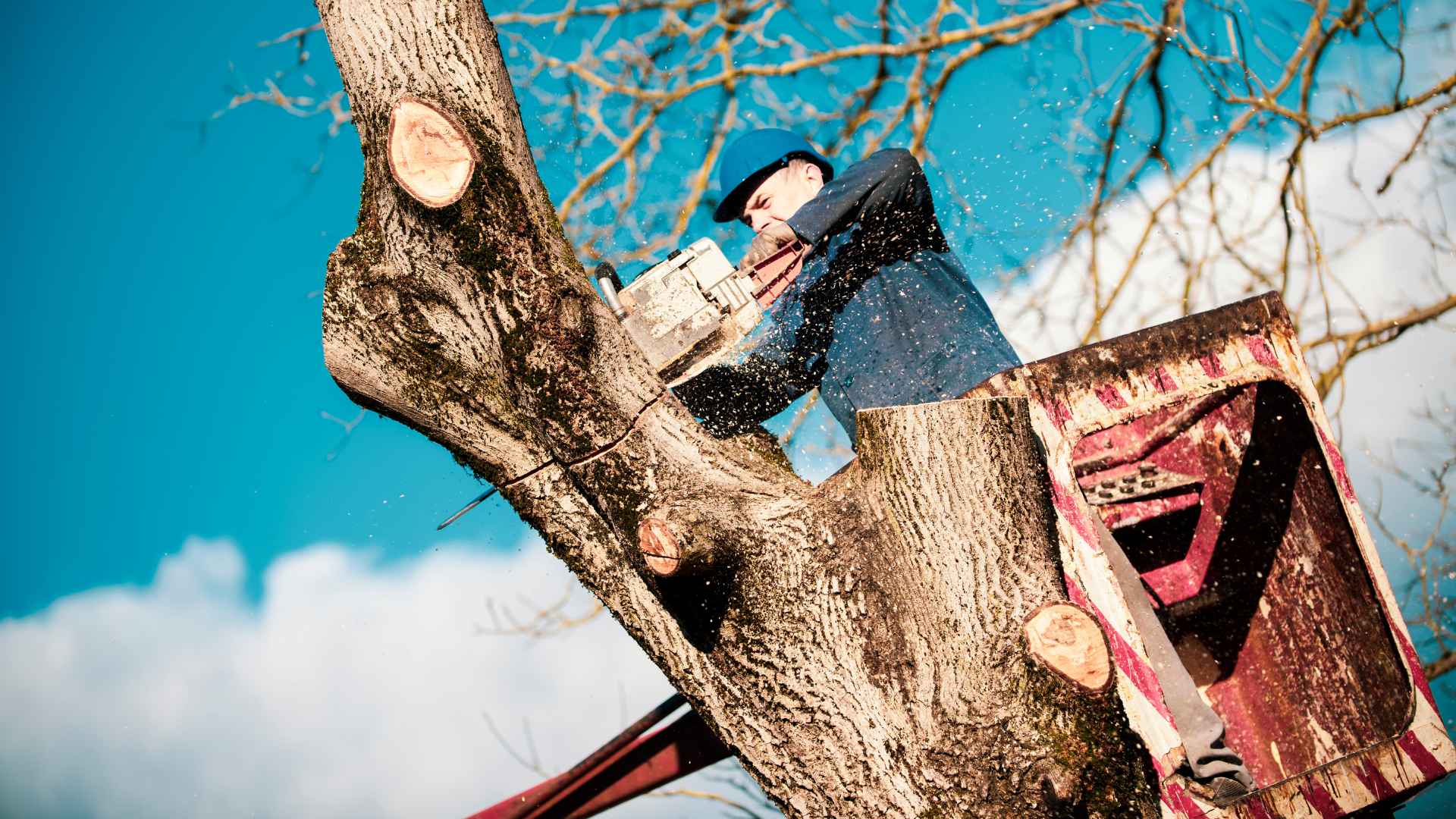 Fast Tree Care In Frisco, Texas