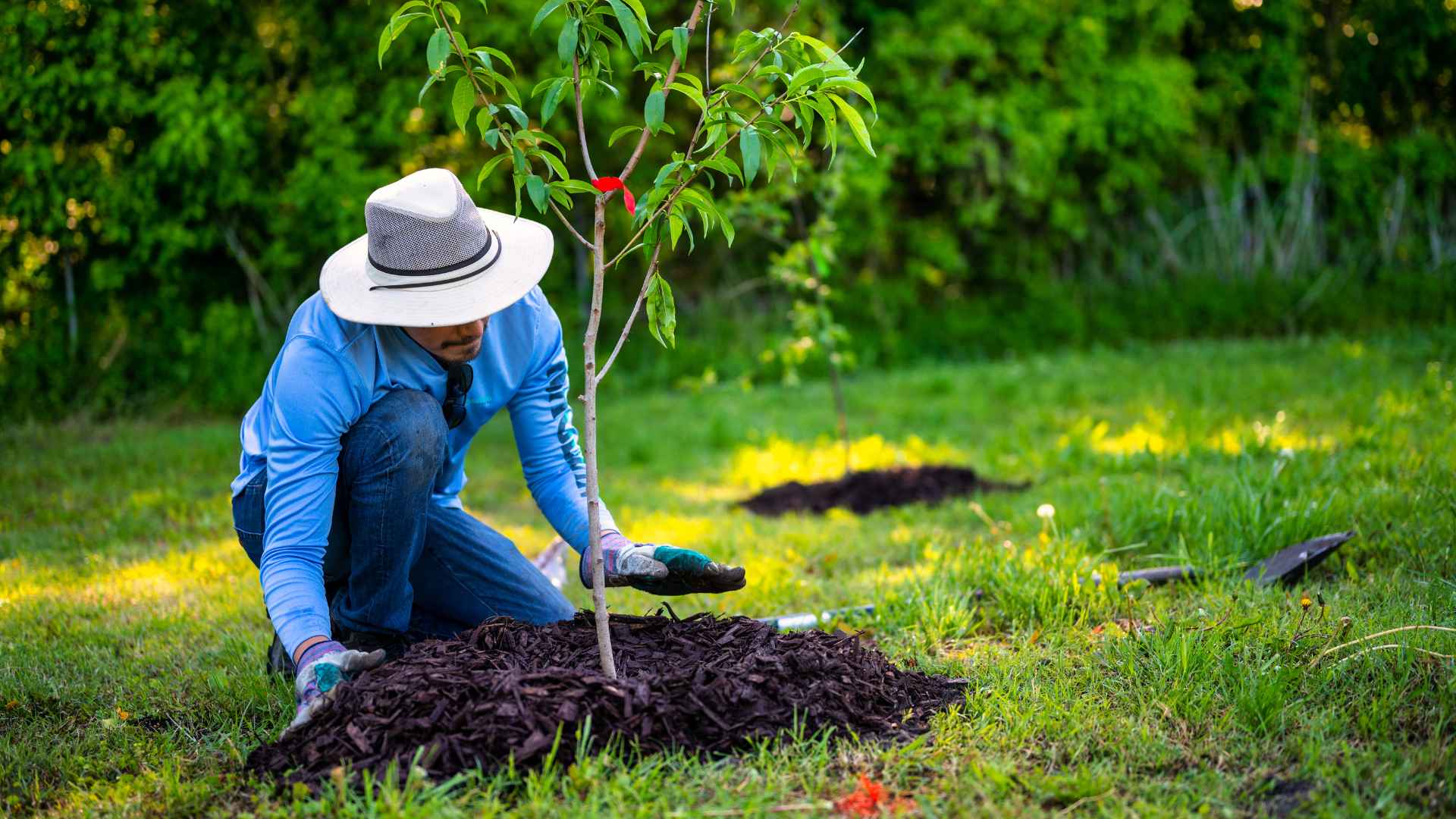 Smart Tree Planting In Allen, Texas