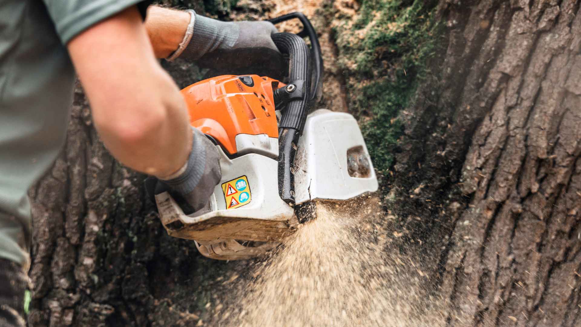 The Importance of Professional Tree Services
