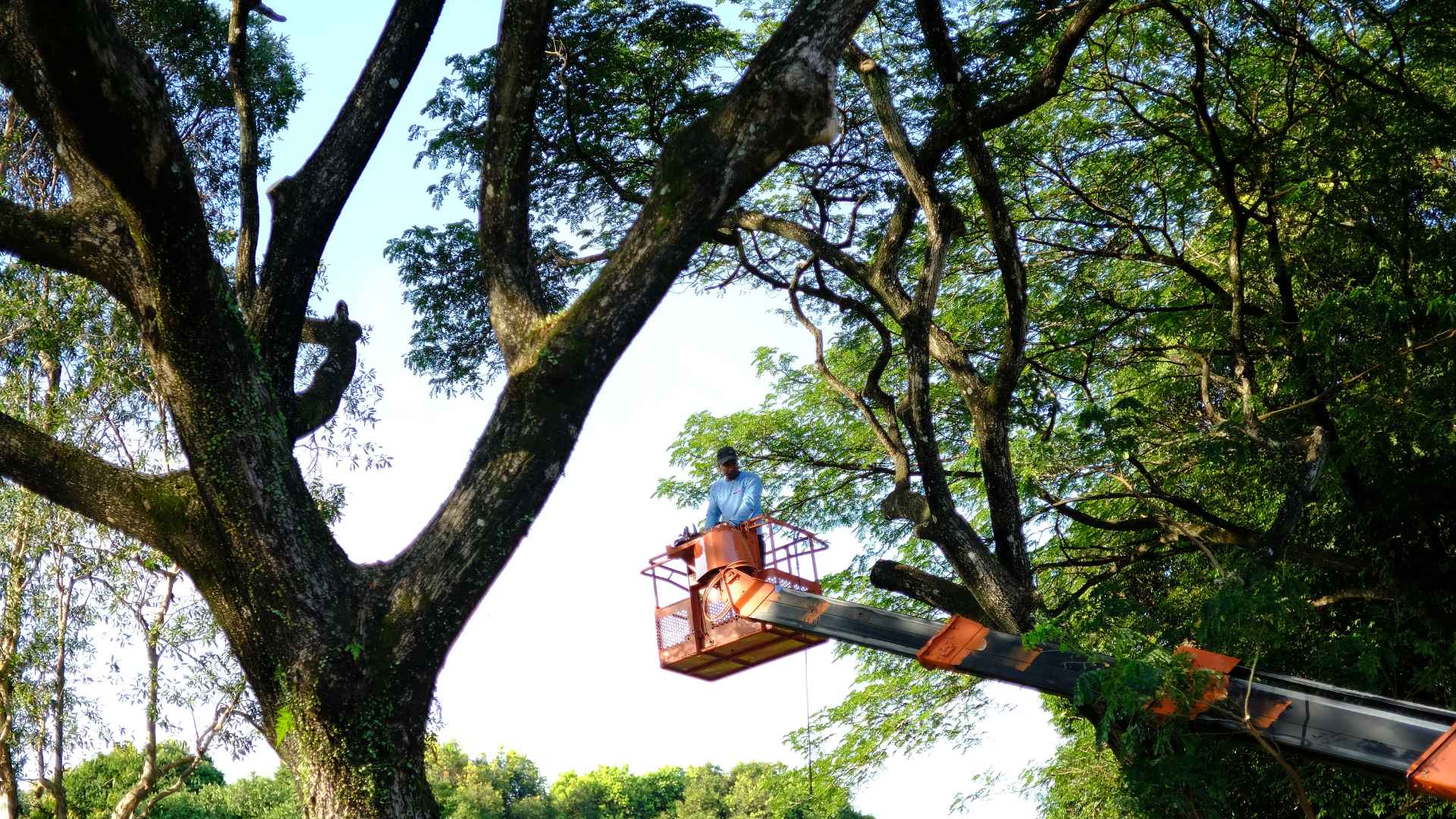 The Key To Healthy Trees In Allen, Texas