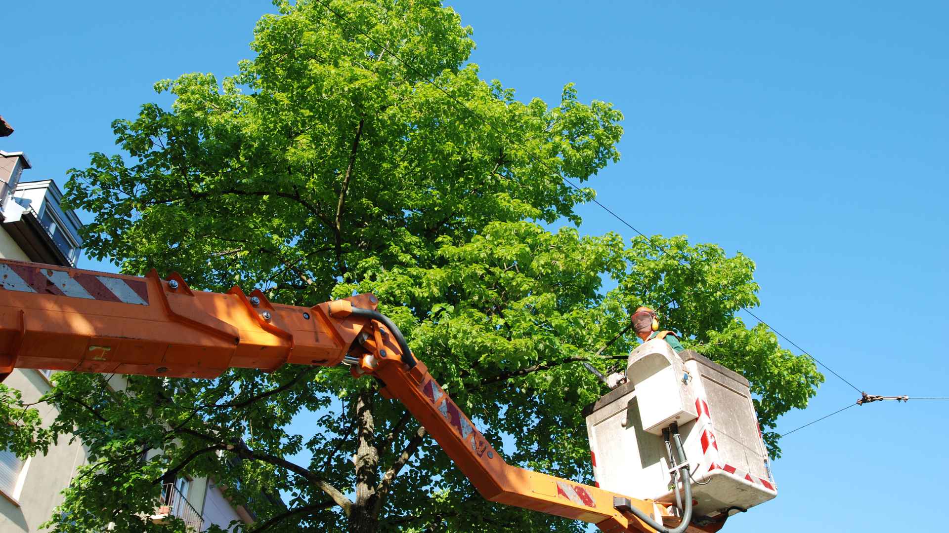 Your McKinney Texas Tree Removal Experts