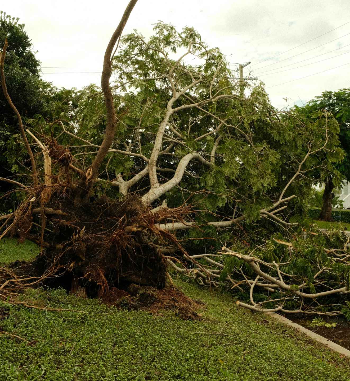 Storm damage tree debris cleanup in Allen TX