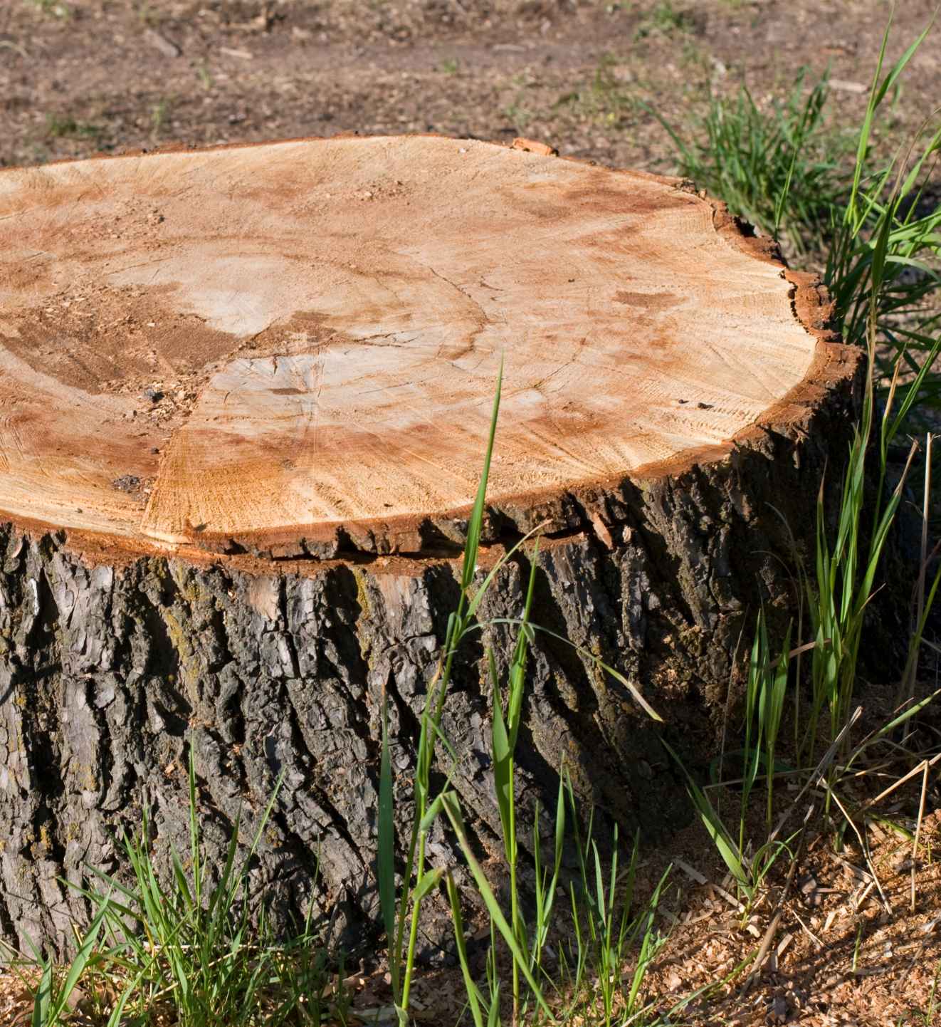 Stump grinding prevents regrowth on Allen Texas properties